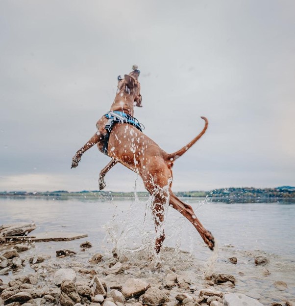 Find the Best No-Pull Dog Harness and High-Quality Custom Options in the US