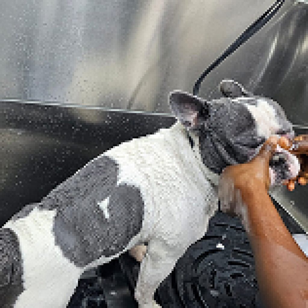 Mobile Eye Cleaning for Pets on the Go