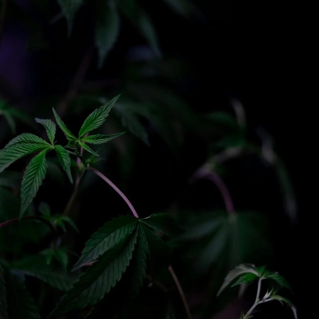 MD Supply Wellness Deals: Save on Essentials Today