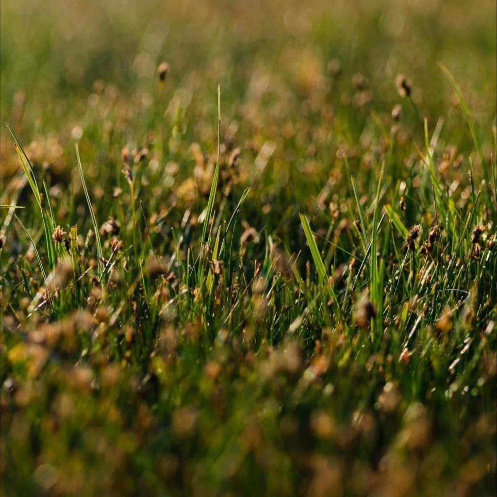 Trusted lawn mowing services in Bristol