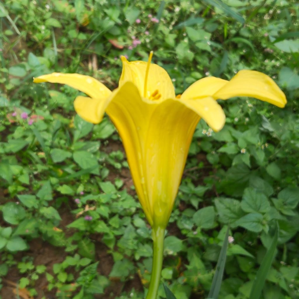 Rain lily bulb: Easy, colorful blooms that multiply in your garden