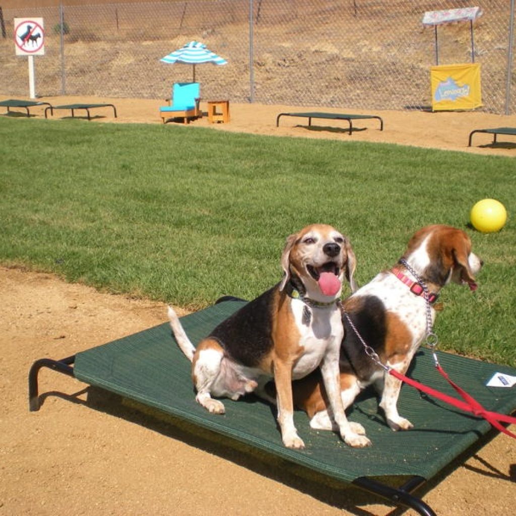 Best pet boarding Agua Hills: Safe, Caring Overnight Care