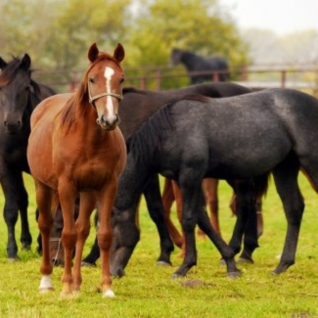 New Wellness Trends Kannada: Practical Habits for Everyday Health