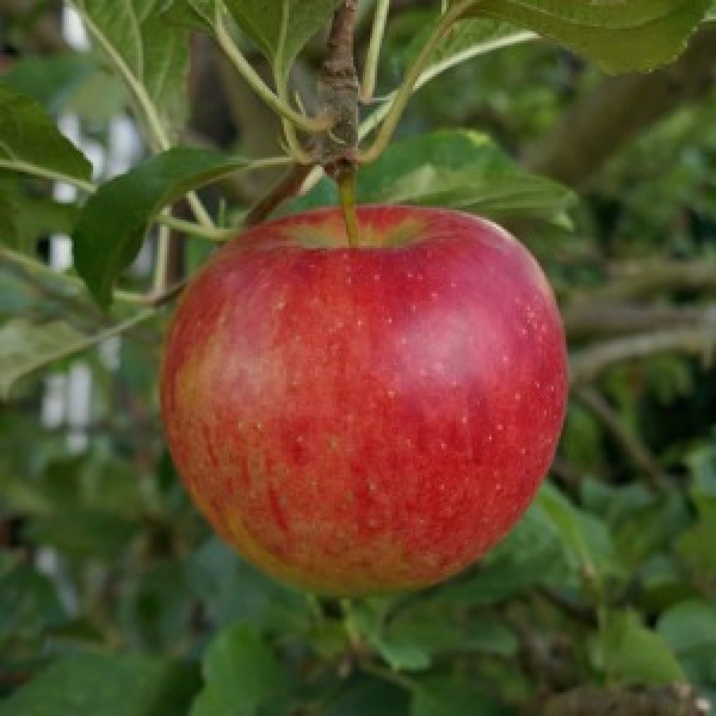 Annatto color: A natural orange-red dye for food