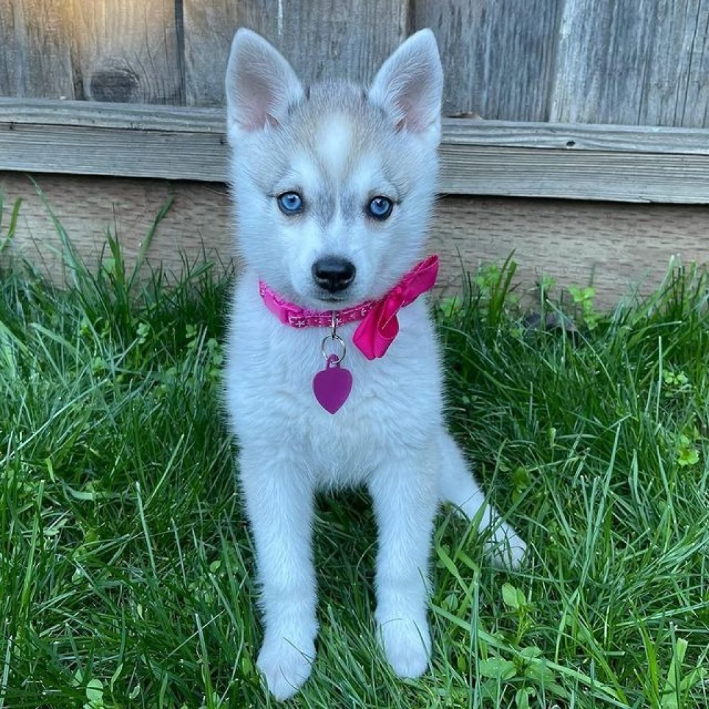 Klee Kai Adoption: Find a Loyal, Small-Sized Companion