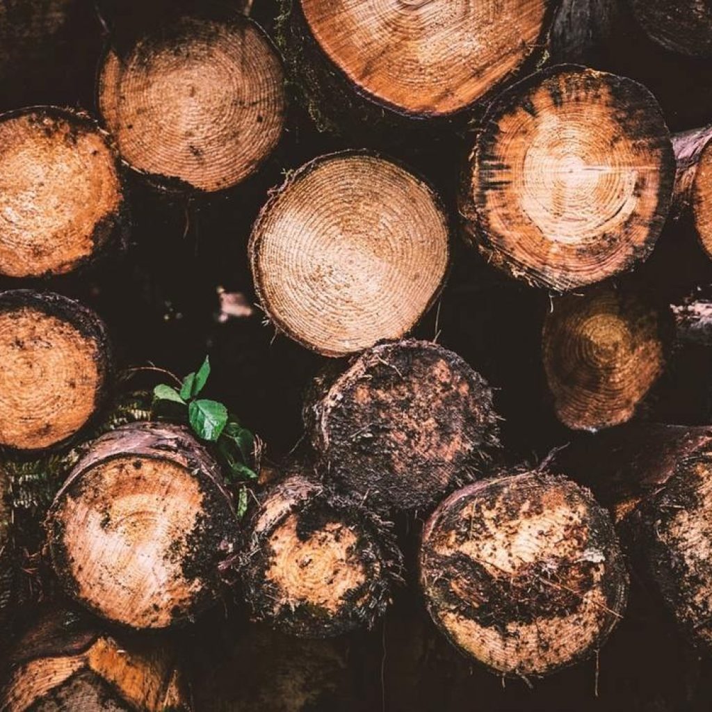 Placerville Tree Services – Expert Arbor Care