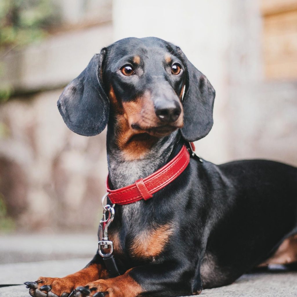 Free dating websites for dogs: find dog friends