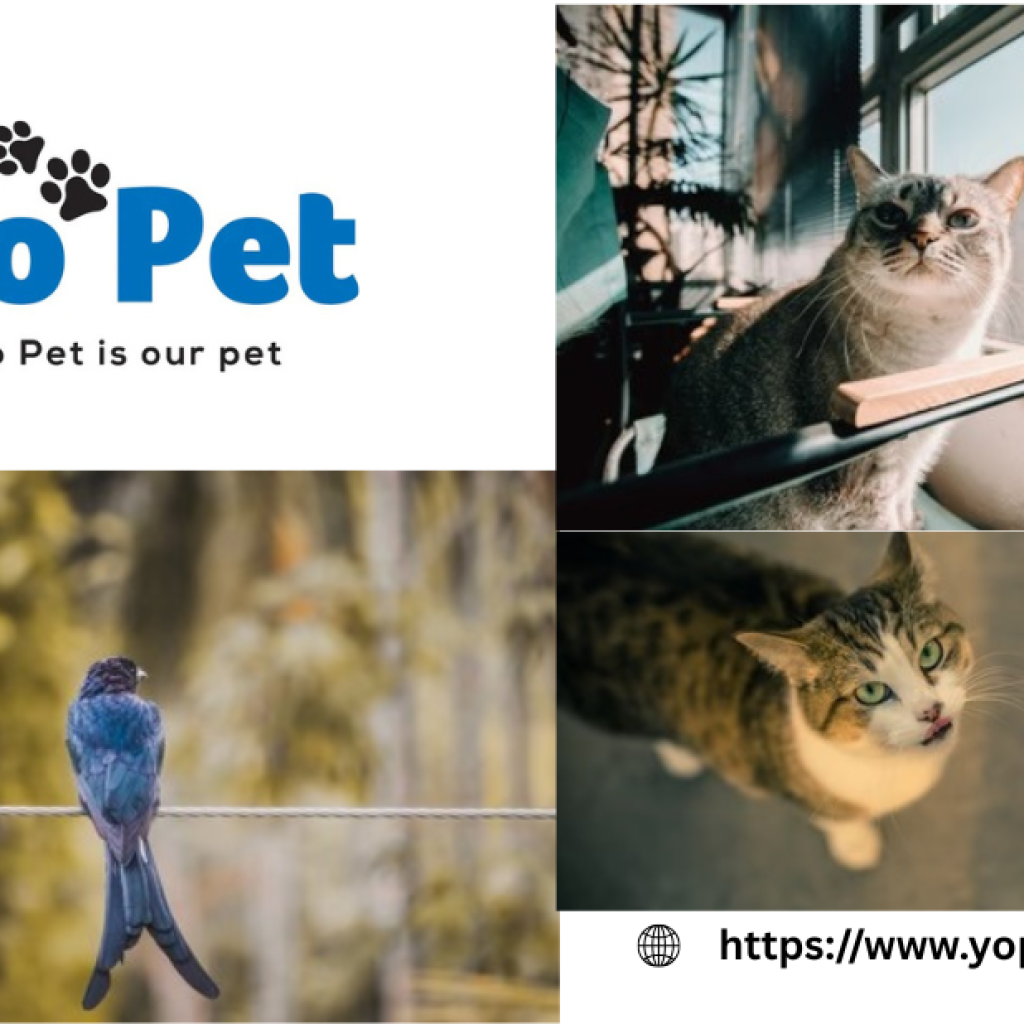 Super Pet Comfort Wheel Buy Online Uk | Yopet.co.uk Super Pet Comfort Wheel Buy Online Uk | Yopet.co.uk