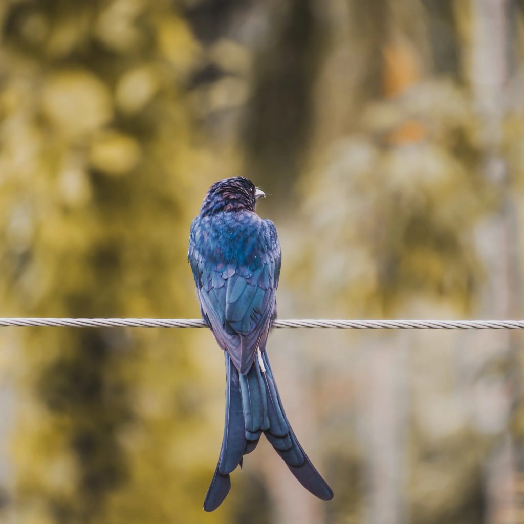 Dentalife activfresh sticks: quick, tasty dental care between visits