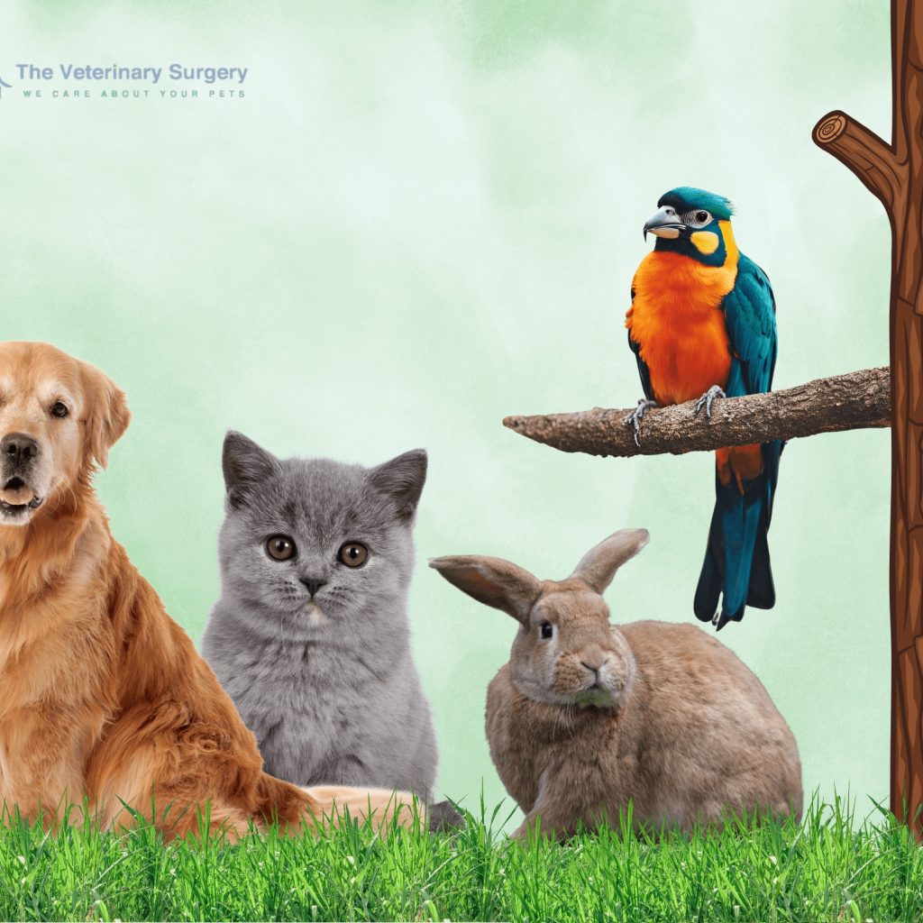Best Vet in Qatar — Compassionate, Experienced Pet Care