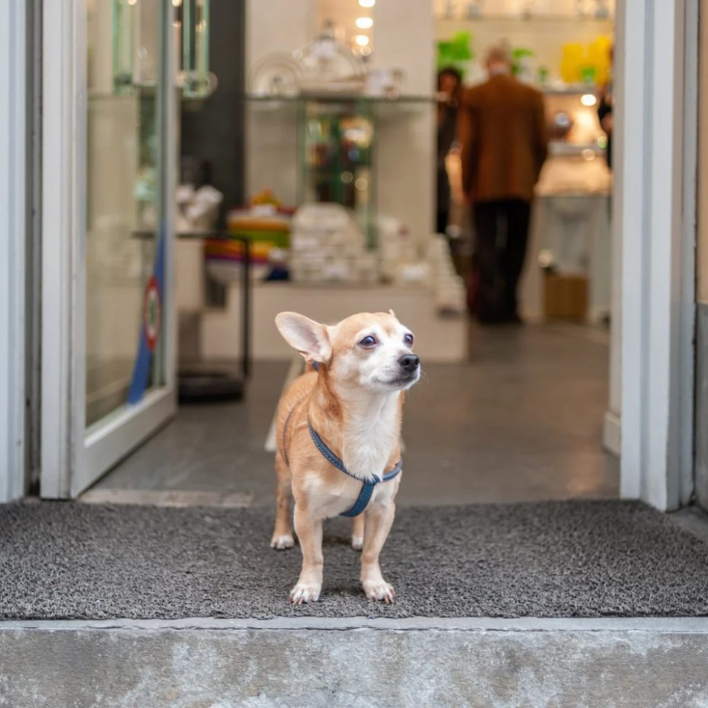 Dentalife activfresh sticks: quick, tasty dental care between visits