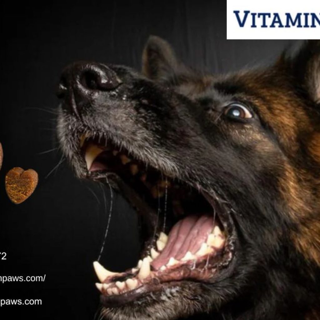 Multivitamins For Dogs | Vitaminpaws.com Multivitamins For Dogs | Vitaminpaws.com