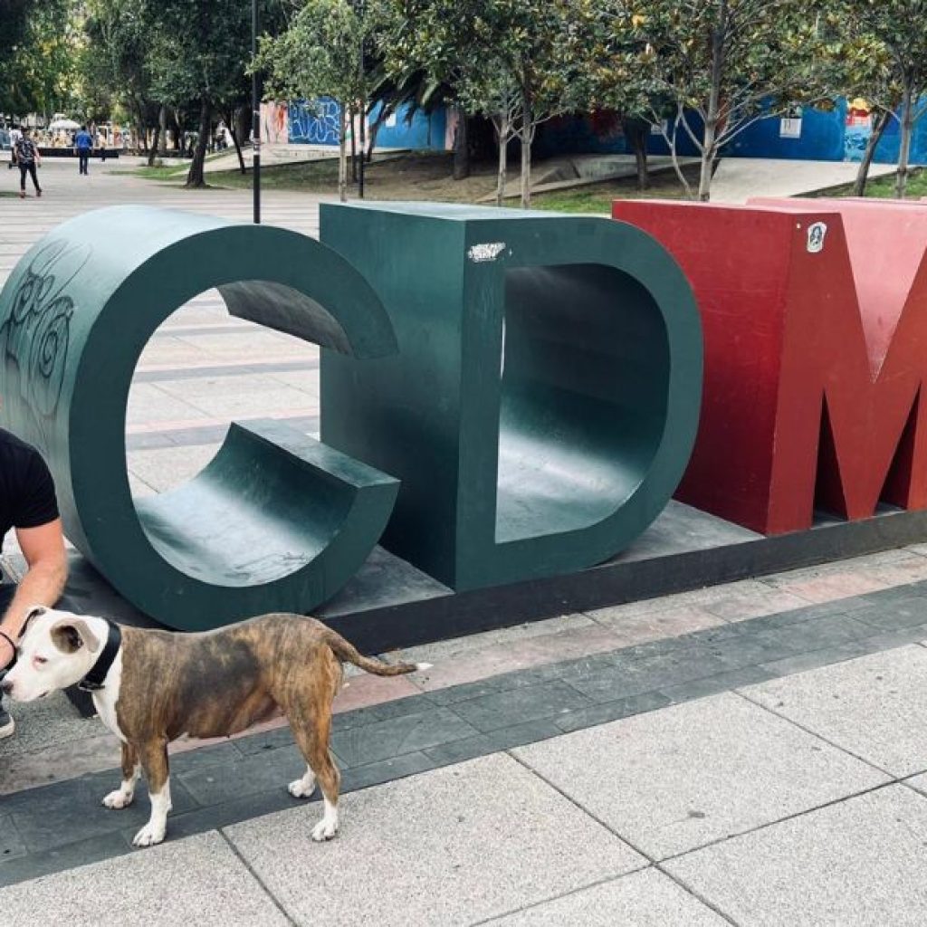 Smooth pet travel: Mexico import rules explained for owners Smooth pet travel: Mexico import rules explained for owners
