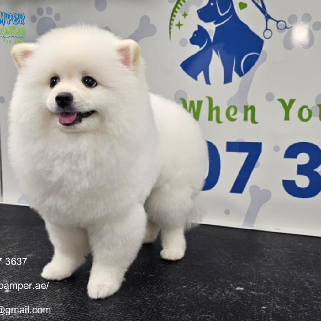 Mobile Pet Nail Filing | Poshpamper.ae Mobile Pet Nail Filing | Poshpamper.ae