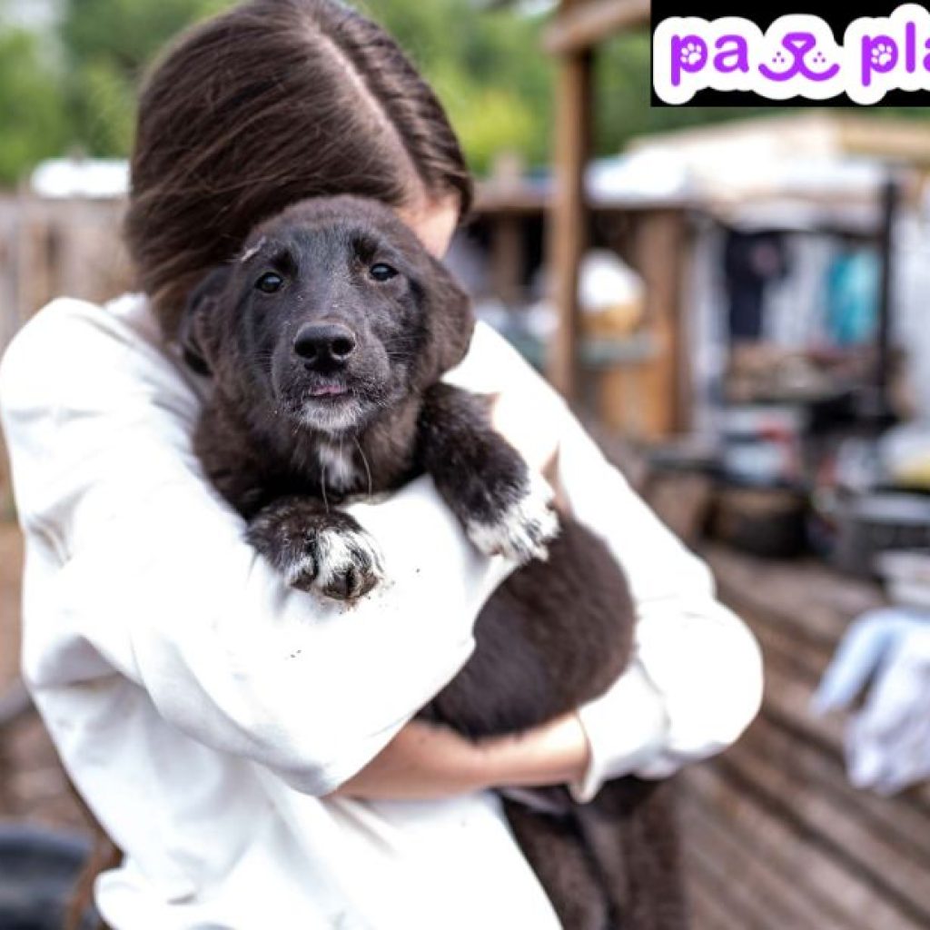 Meet Paw Pals: Find Local Dog Playdates with Ease Meet Paw Pals: Find Local Dog Playdates with Ease