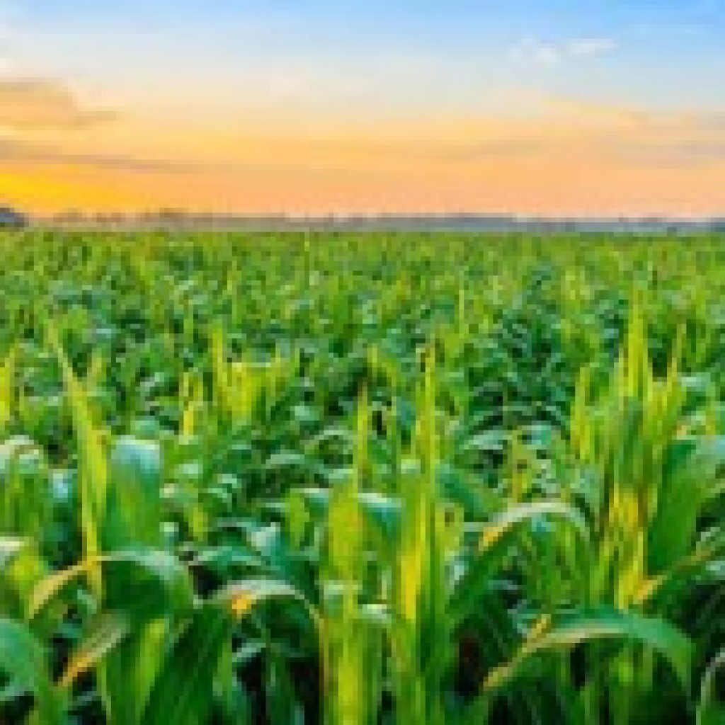 Reliable Phosphate Rock Sources for Your Chemical and Agricultural Needs Reliable Phosphate Rock Sources for Your Chemical and Agricultural Needs