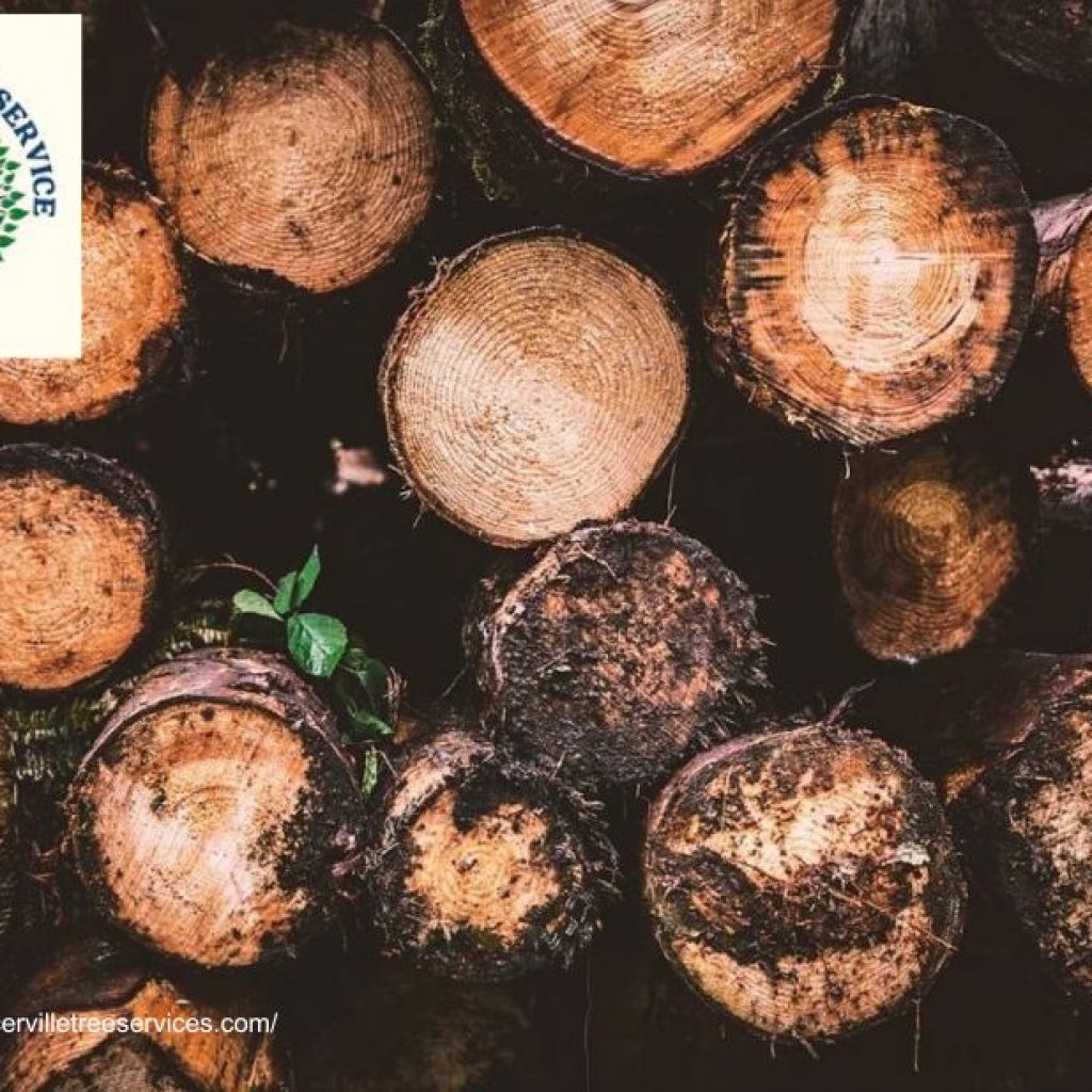 Keep Your Trees Beautiful and Strong with Trusted tree service placerville