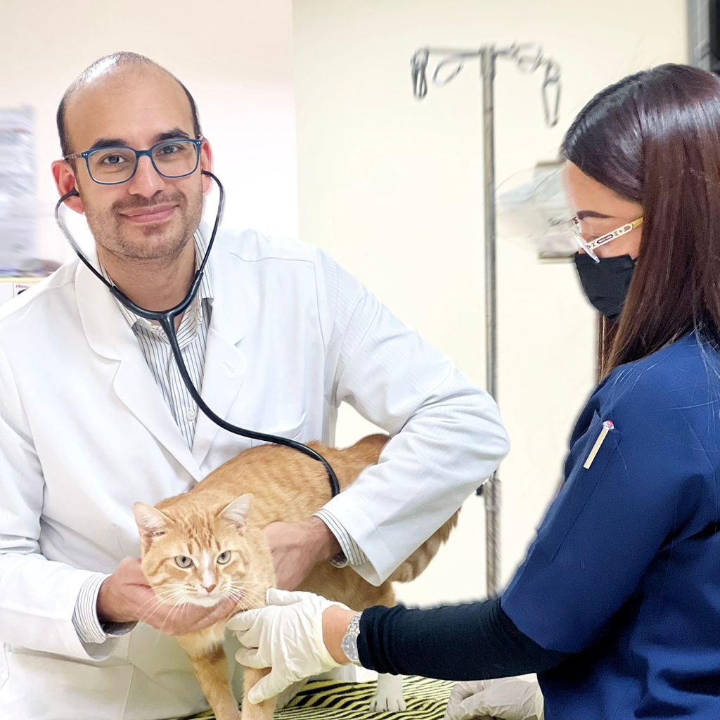 Compassionate Care for Your Pets in Qatar