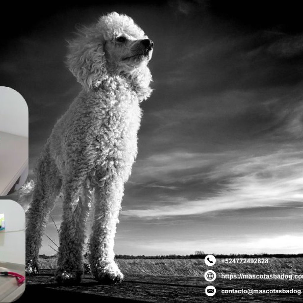 Servicios de estética canina en León: cuidado profesional para tu perro