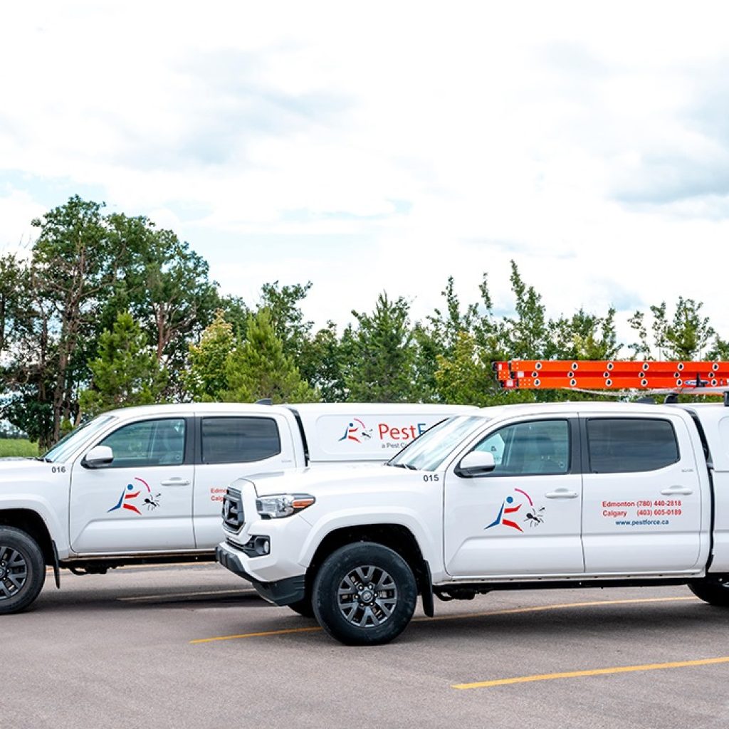 Effective Bed Bug Removal Experts for Lasting Peace of Mind