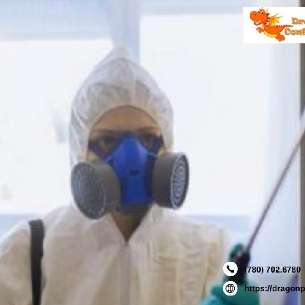 Rat Exterminator Edmonton | Dragonpestcontrol.ca