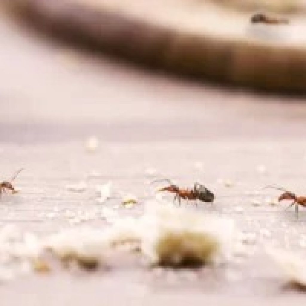 Trusted pest control services near Hoppers Crossing Trusted pest control services near Hoppers Crossing