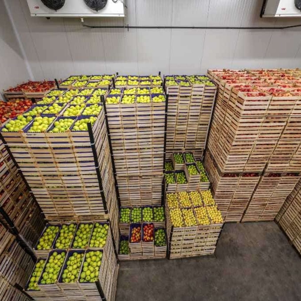 Top Hass Avocado Suppliers for Wholesale Buyers in the UK