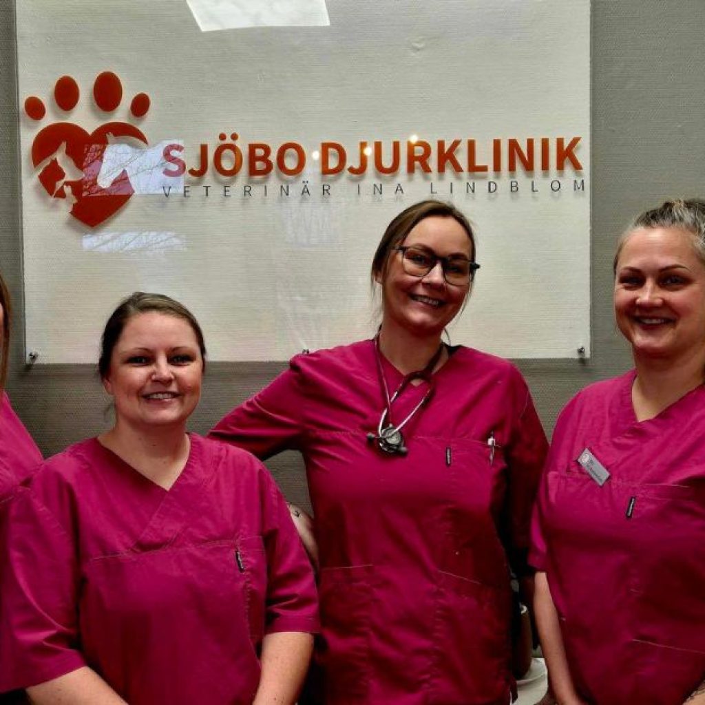 Skydda din katt i Tomelilla med rätt vaccinationer