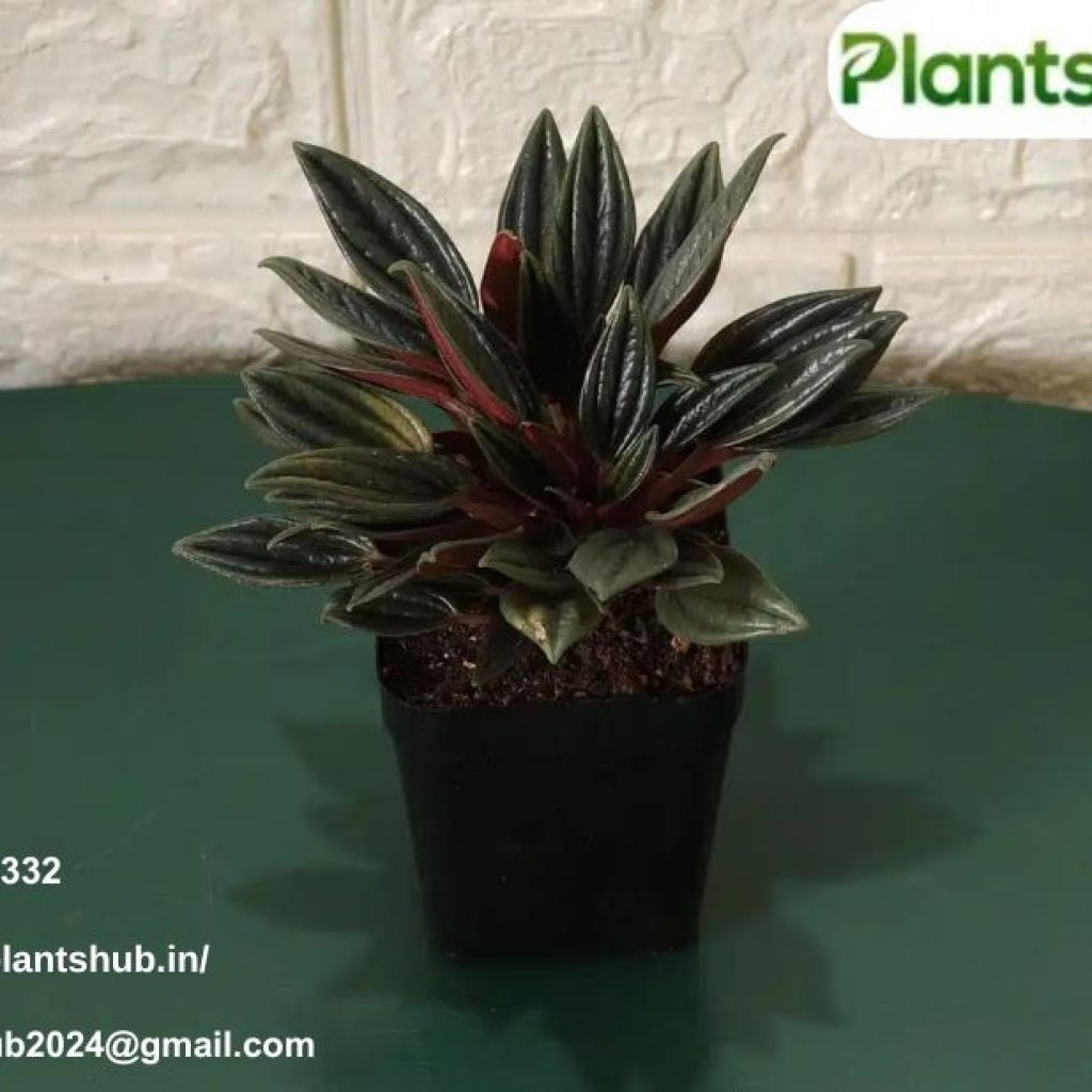 Air Purifying Plants | Plantshub.in Air Purifying Plants | Plantshub.in