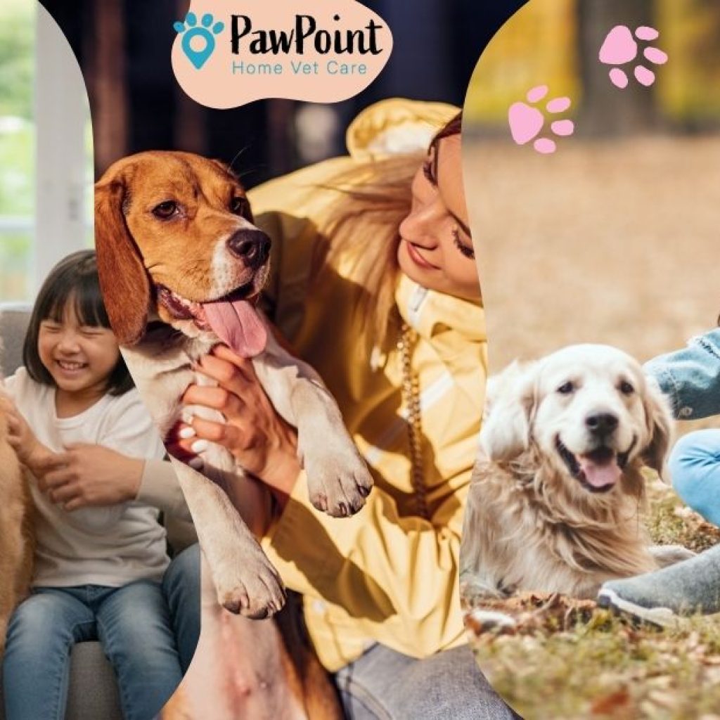Compassionate at-home end-of-life care for cherished pets Compassionate at-home end-of-life care for cherished pets