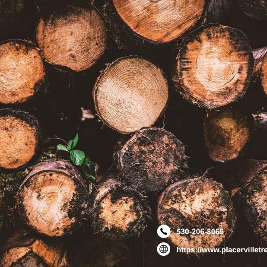 Professional Tree Trimming in Placerville, CA Professional Tree Trimming in Placerville, CA