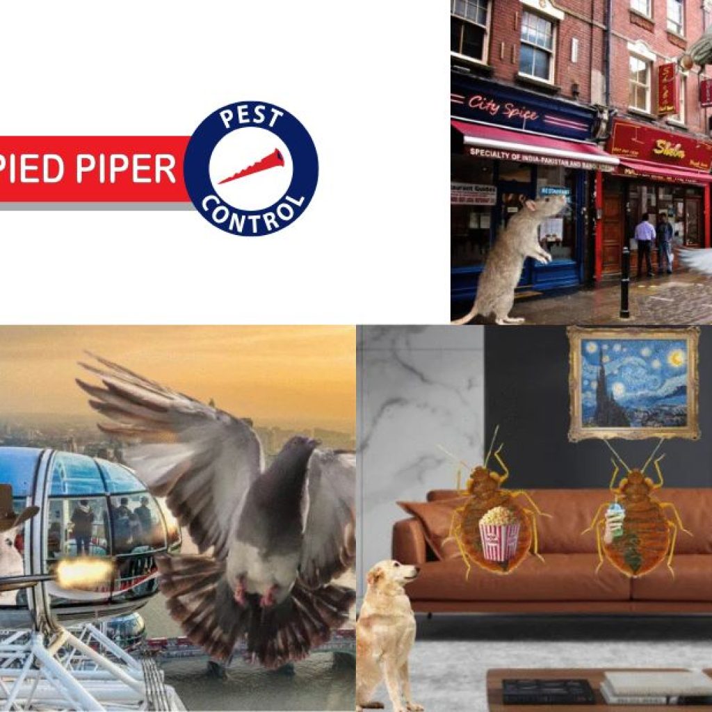 Effective Pest Solutions for Hackney Homes and Businesses Effective Pest Solutions for Hackney Homes and Businesses