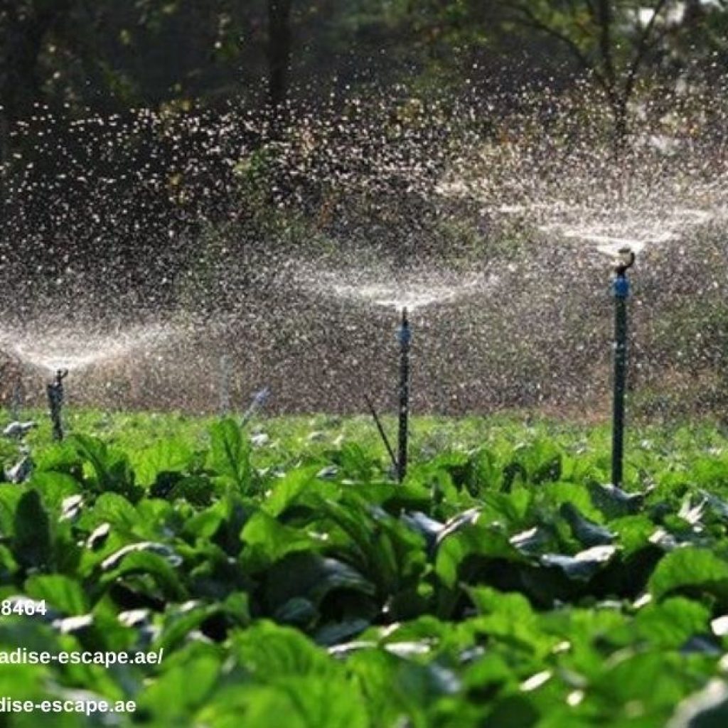 Lawn Care Programs Dubai | Paradise-escape.ae