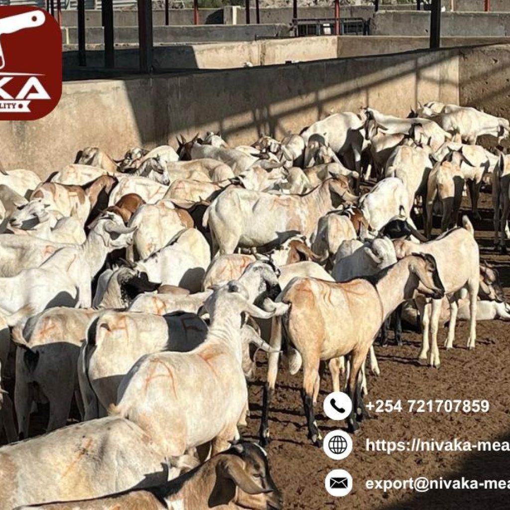 Reliable goat meat export services to Qatar worldwide