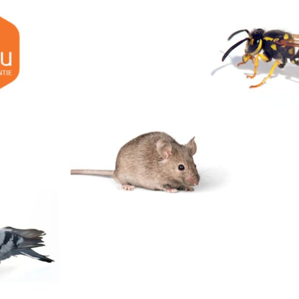 How to Spot and Clean Up Rat Droppings Safely How to Spot and Clean Up Rat Droppings Safely