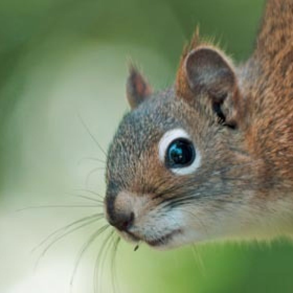 Professional Pest Control Services in Edmonton You Can Trust