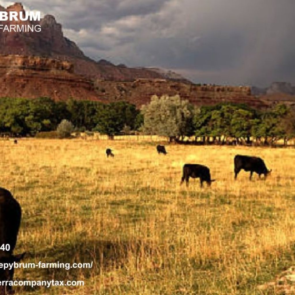 Seasoned Tax Guidance for Salinas Farms and Ranches