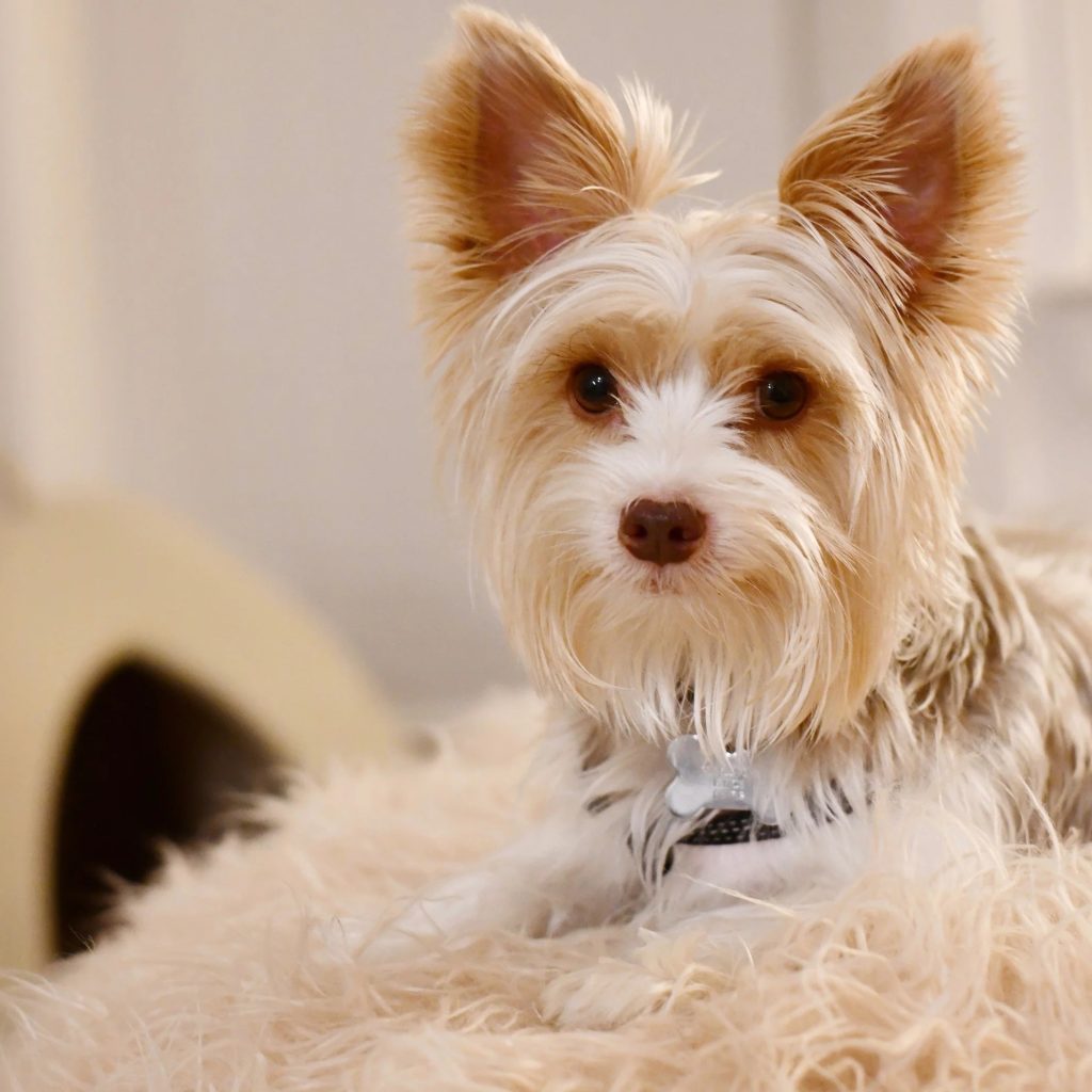 Premium Orthopaedic Dog Beds for Restful Sleep Premium Orthopaedic Dog Beds for Restful Sleep