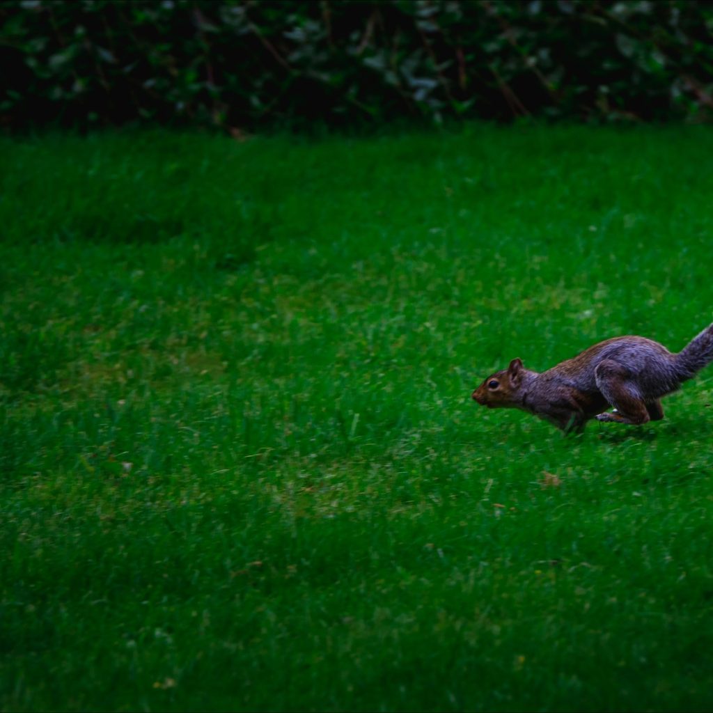 Beautiful, Low-Muss Maintenance for Your Garden in Bristol