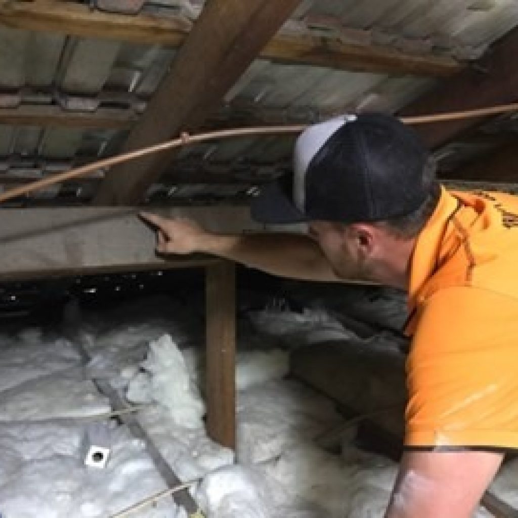 Top-Grade Pest Solutions for Your Home and Business on the Gold Coast