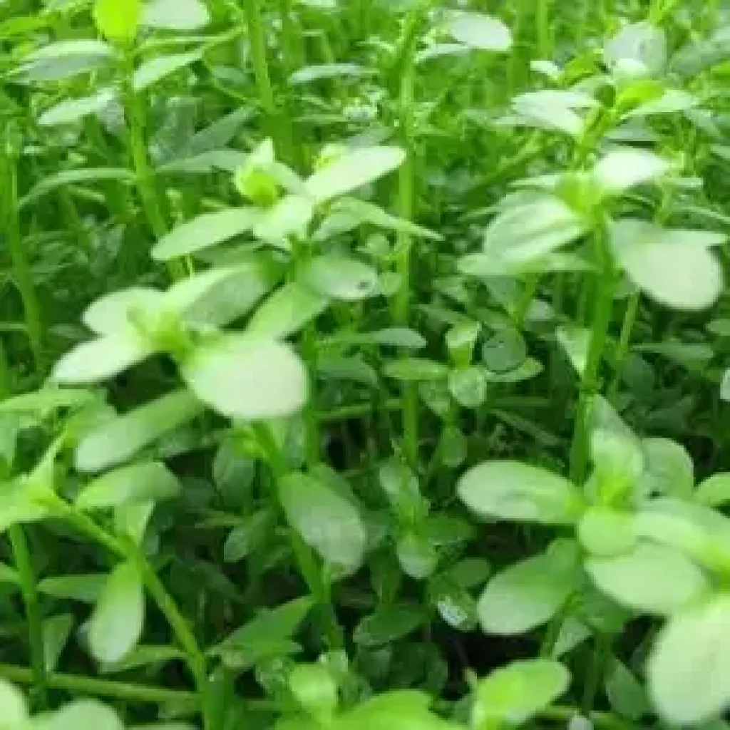 Create a Tranquil Aquarium with Floating Plants