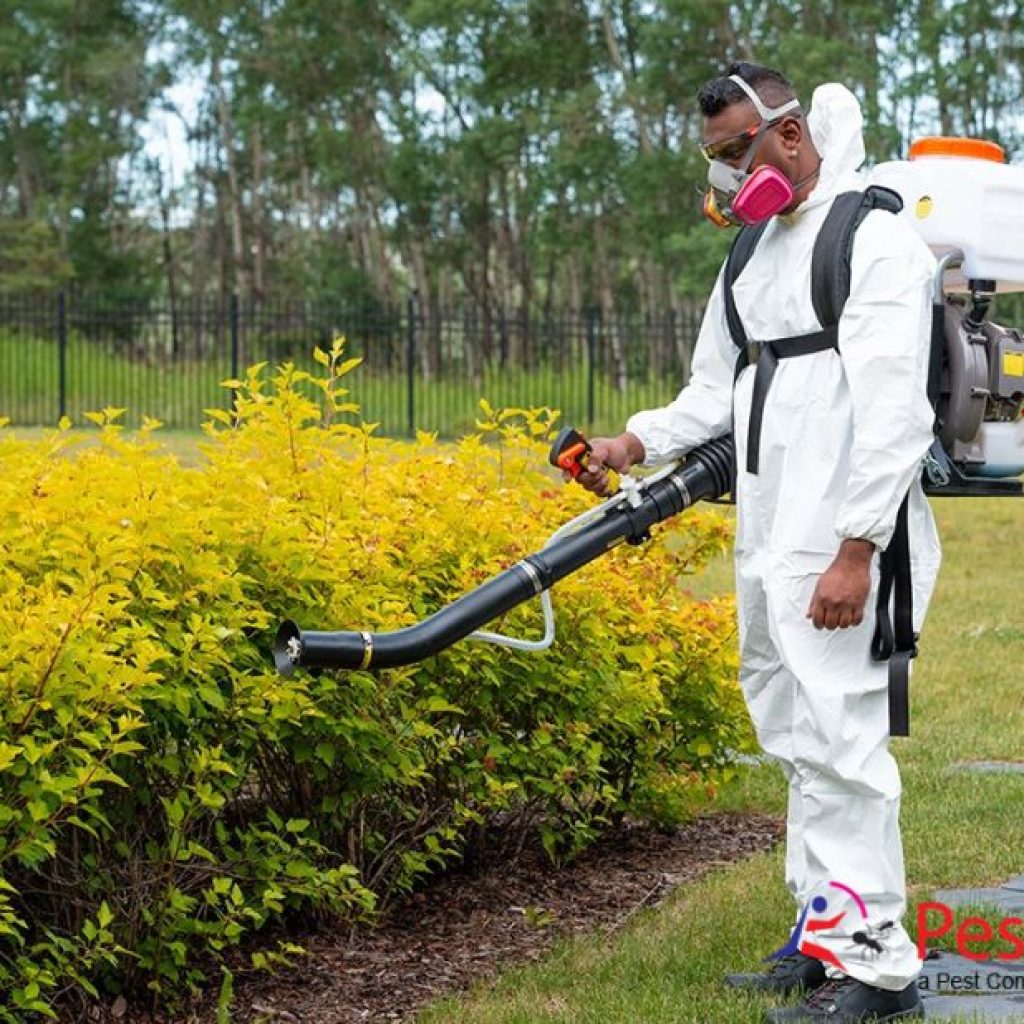 Top-notch Pest Management in Calgary for Homes and Businesses Top-notch Pest Management in Calgary for Homes and Businesses