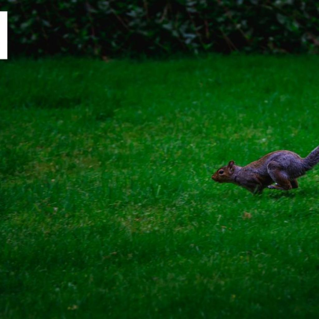Transform Your Lawn with Expert Shaping in Bristol Transform Your Lawn with Expert Shaping in Bristol
