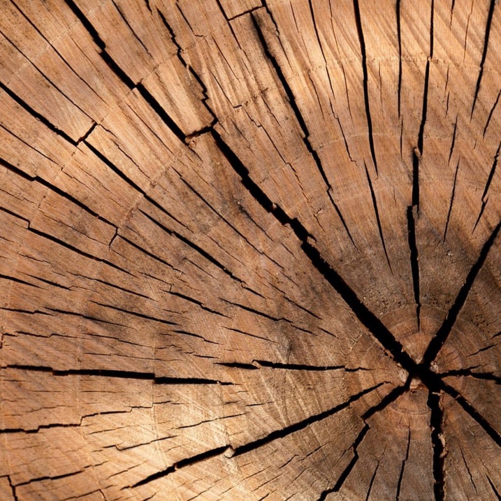 Expert Tree Services in Placerville for Safe, Efficient Care Expert Tree Services in Placerville for Safe, Efficient Care