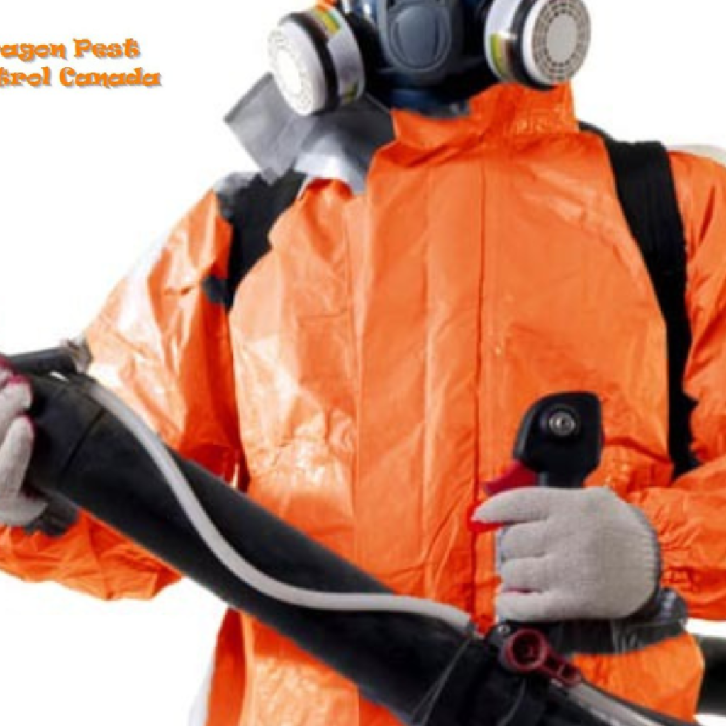 Professional Wasp Nest Removal in Edmonton – Safe, Effective Solutions