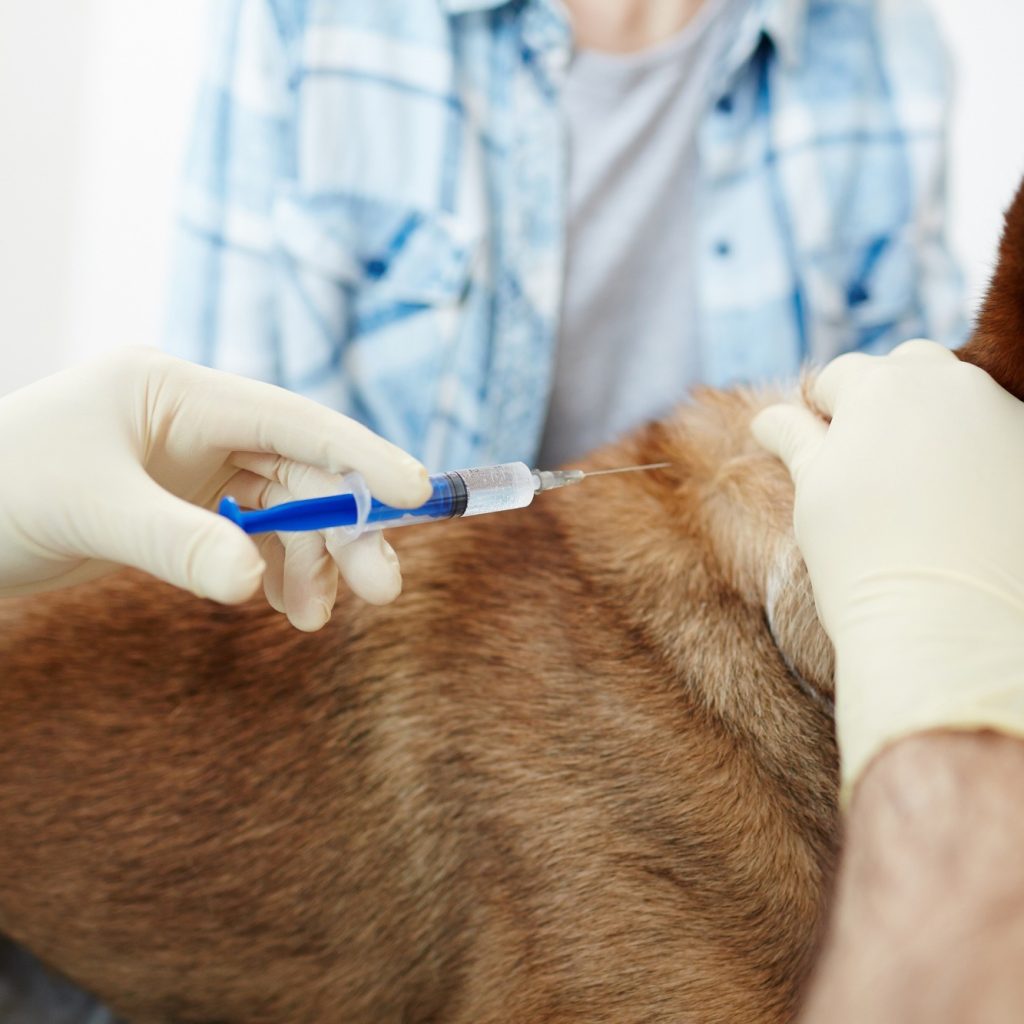 Gentle, compassionate end-of-life care for your pet, close to home