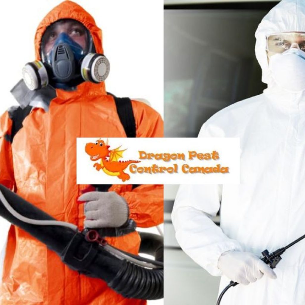 Expert Wasp Nest Solutions for Edmonton Homes Expert Wasp Nest Solutions for Edmonton Homes