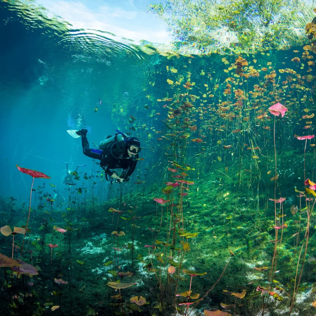Unforgettable Cenote Dives: Top Spots for Every Skill Level