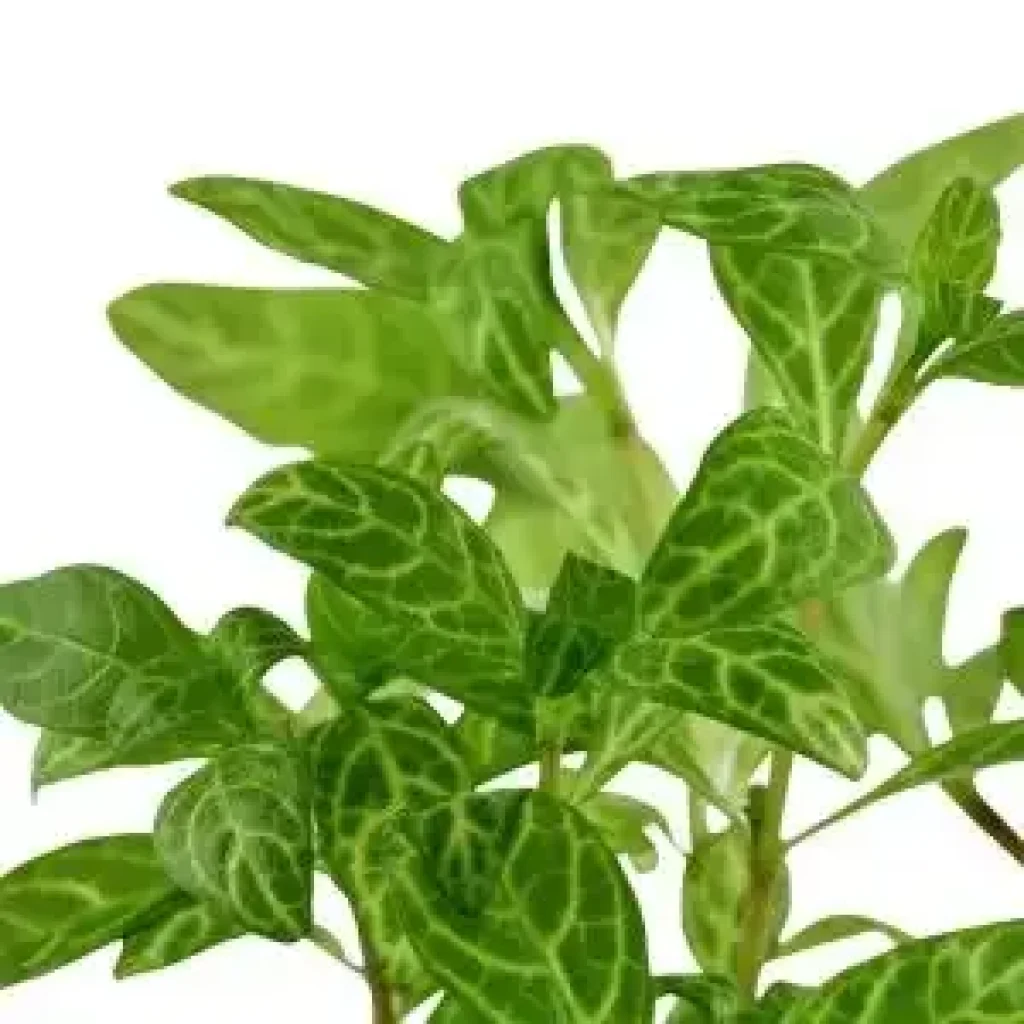 Create a lush aquarium with easy online plant shopping Create a lush aquarium with easy online plant shopping