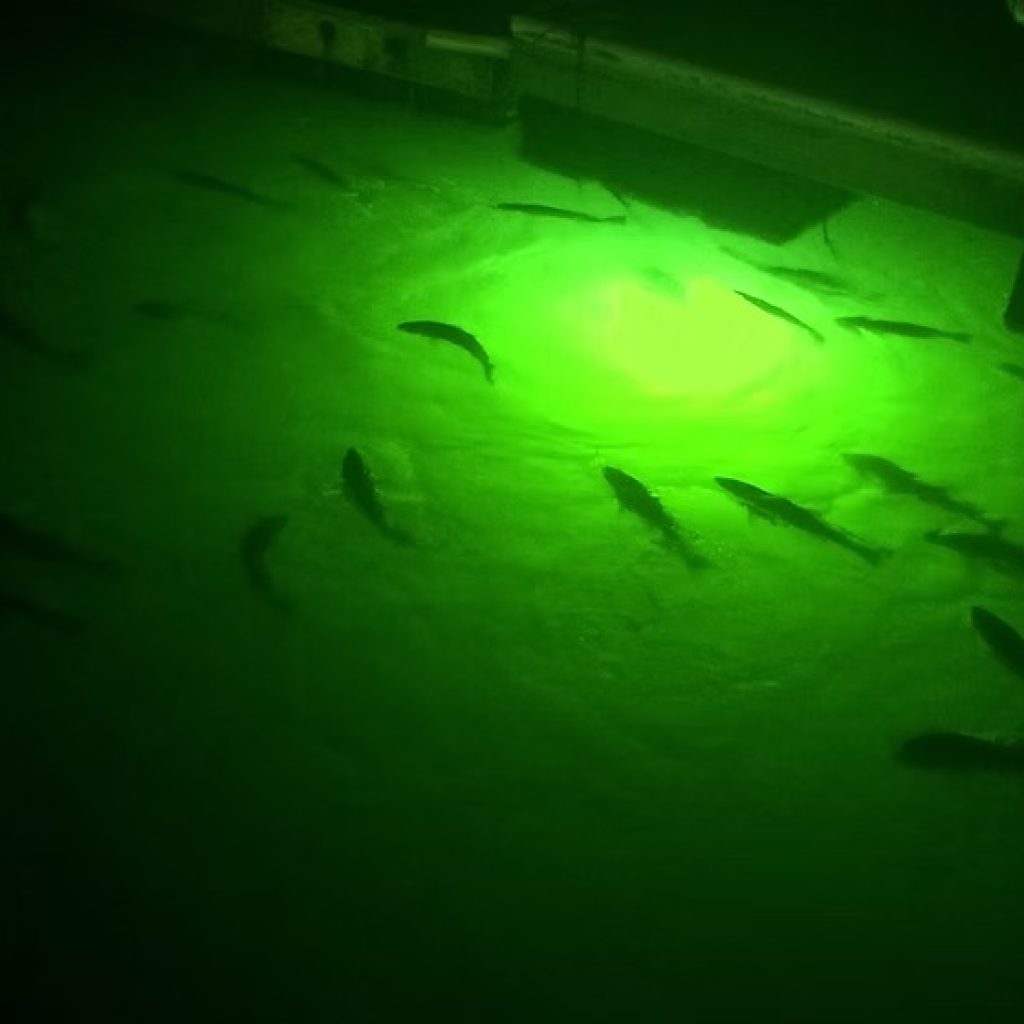 Capture More at Night: Top Underwater Fishing Lights for 2026 Capture More at Night: Top Underwater Fishing Lights for 2026